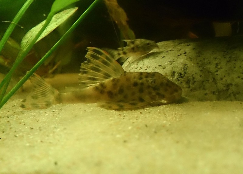 Fische Punktierter Zwergschilderwels, L6 (Peckoltia oligospila