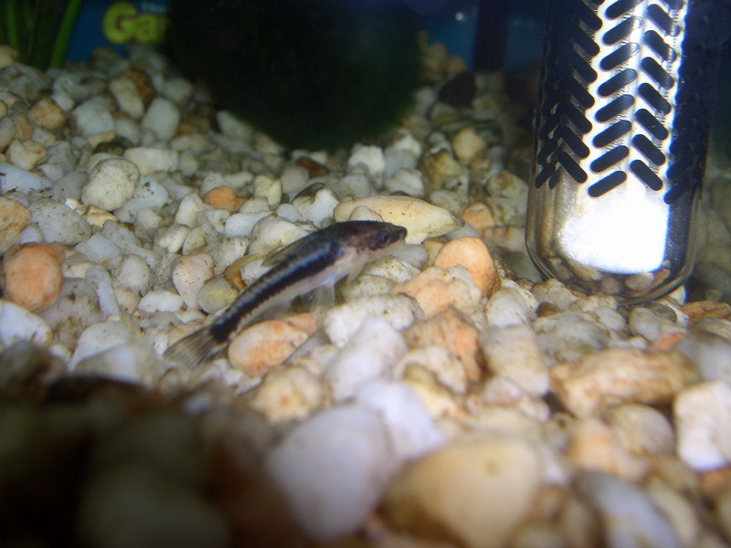 Fische: Ohrgitter-Harnischwels (Otocinclus hoppei) | aqua4you.de