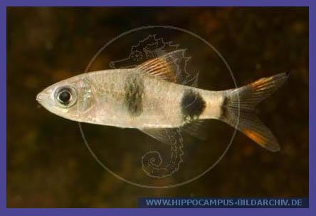 Fische Schwarzfleckbarbe (Puntius filamentosus ) aqua4you.de