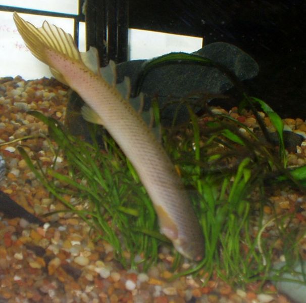 Fische: Grauer Flösselhecht (Polypterus senegalus) | aqua4you.de