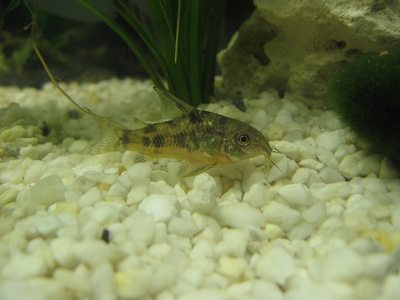 Fische: Marmorierter Panzerwels (Corydoras paleatus) | aqua4you.de