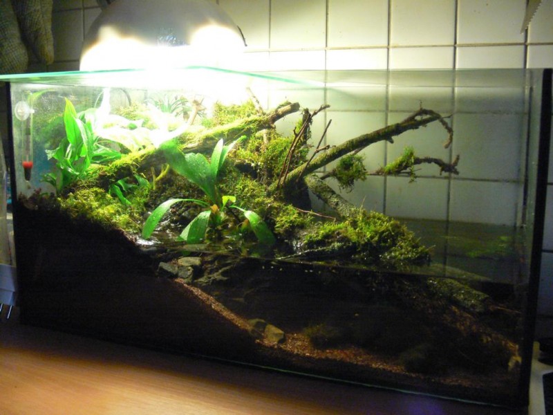 Community: Mein Aquarium | aqua4you.de