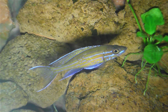 Community Mein Aquarium aqua4you.de