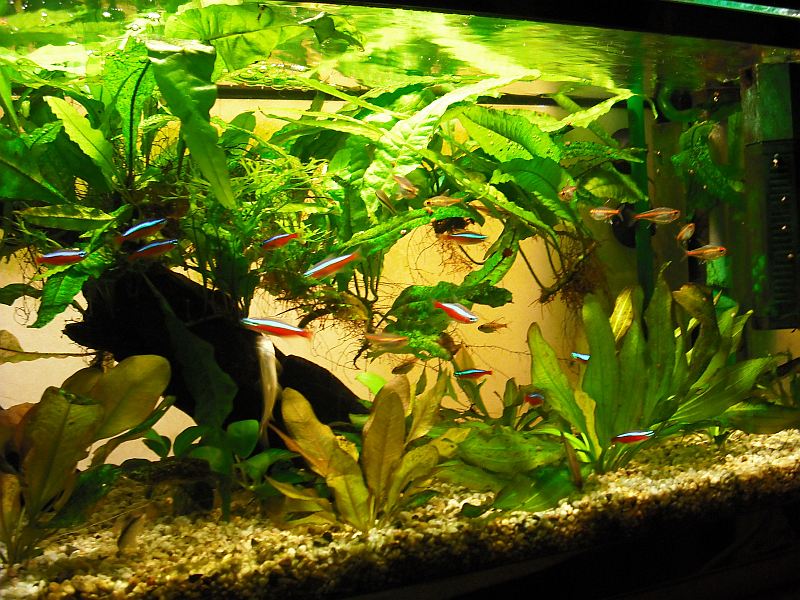 Community: Mein Aquarium | aqua4you.de