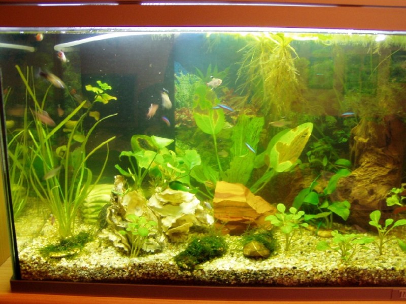 Community: Mein Aquarium | aqua4you.de