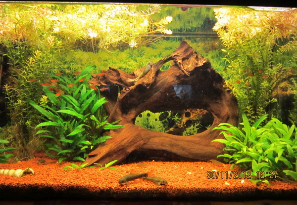 Community: Mein Aquarium | aqua4you.de