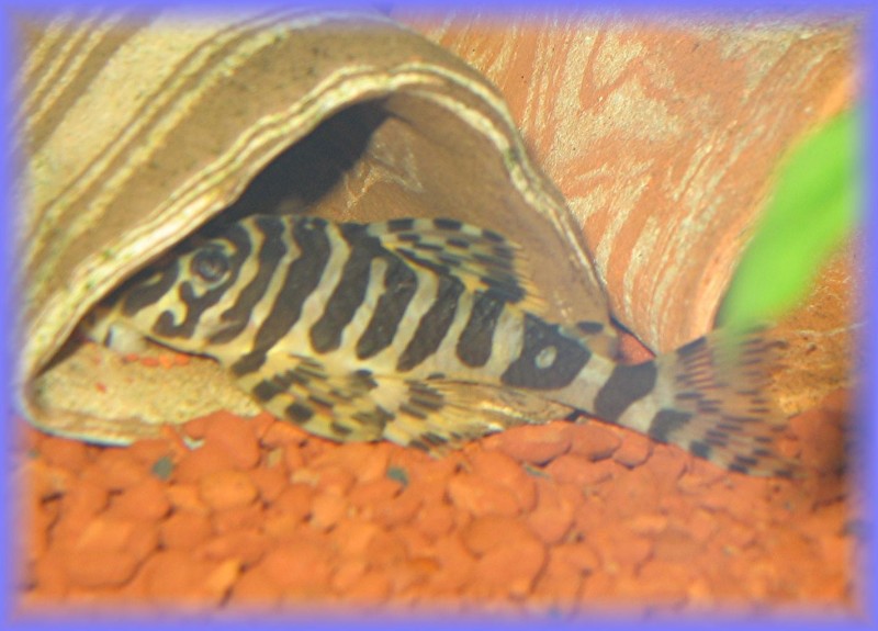 Community Mein Aquarium aqua4you.de