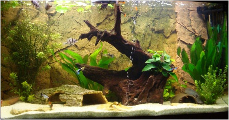 Community: Mein Aquarium | aqua4you.de