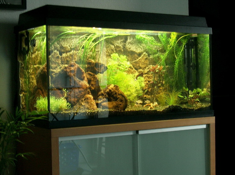 Community: Mein Aquarium | aqua4you.de