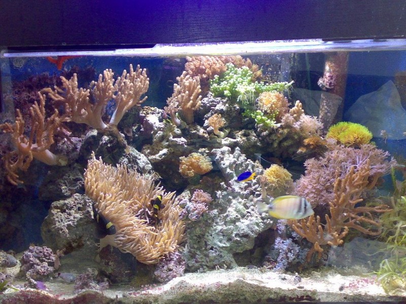 Community: Mein Aquarium | aqua4you.de