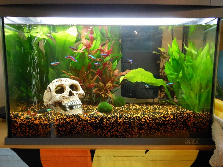 Community: Mein Aquarium | aqua4you.de