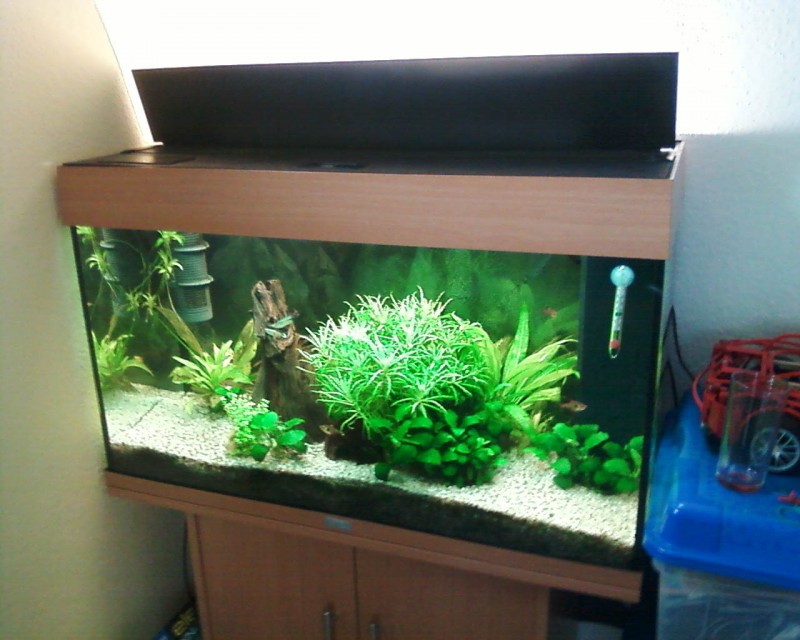 Community: Mein Aquarium | aqua4you.de