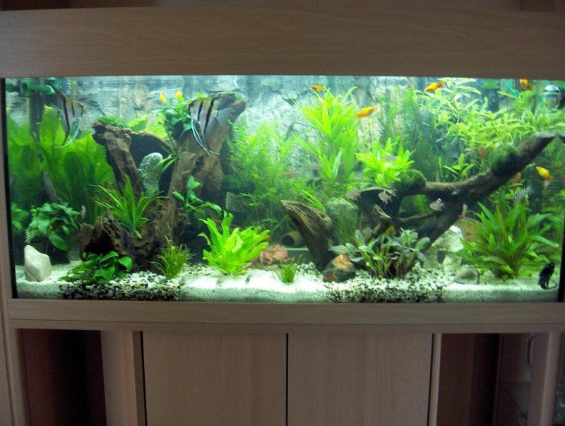 Community: Mein Aquarium | aqua4you.de