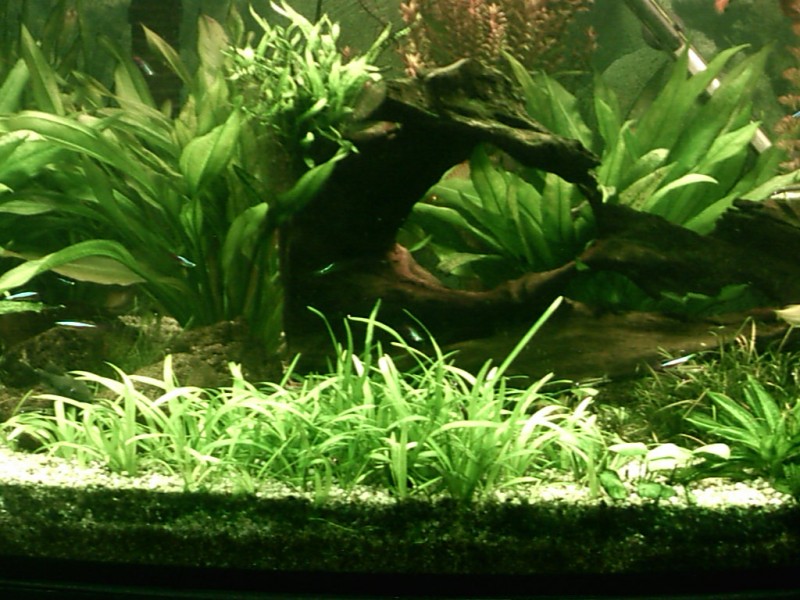 Community Mein Aquarium aqua4you.de