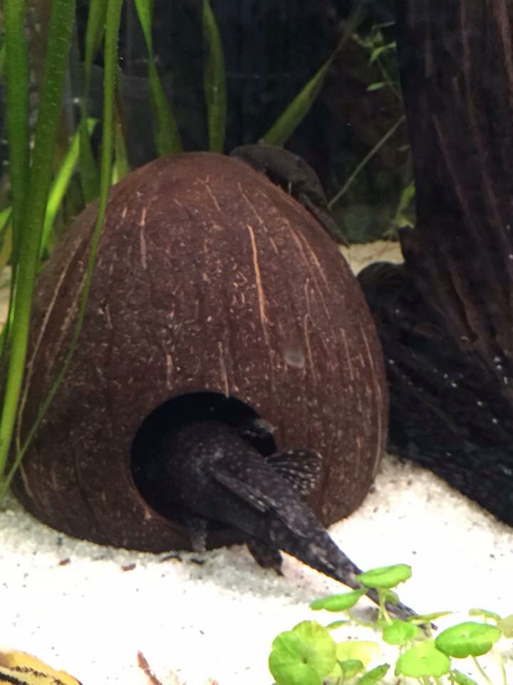Community: Mein Aquarium | aqua4you.de