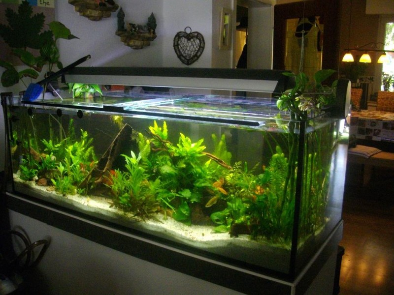 aquarium forum de