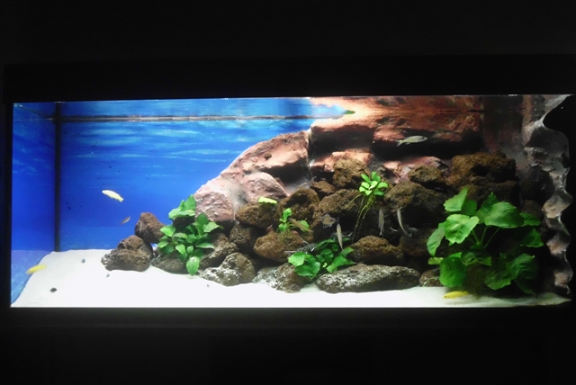 Tanganjika aquarium sales