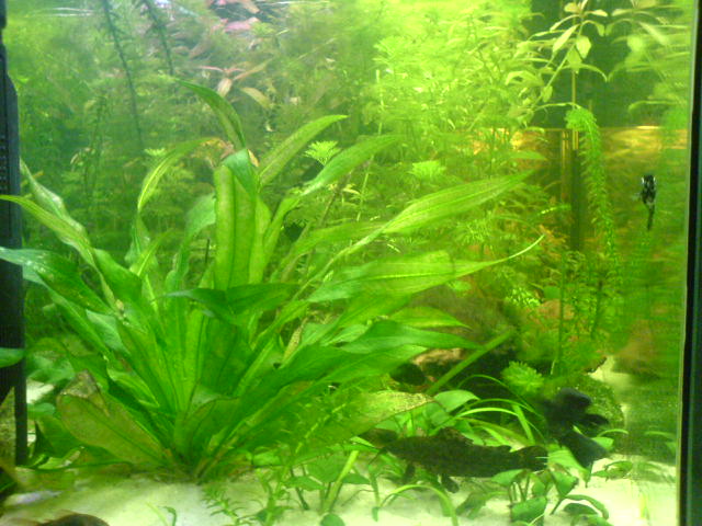 Community: Mein Aquarium | aqua4you.de
