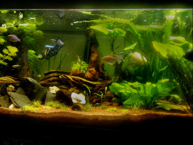 Community Mein Aquarium aqua4you.de
