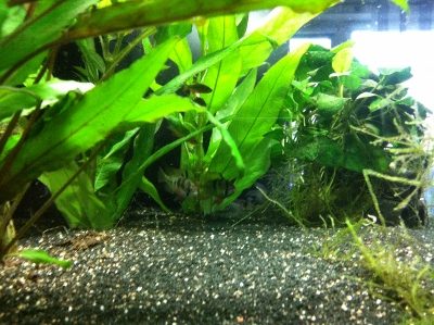 Community: Mein Aquarium | aqua4you.de