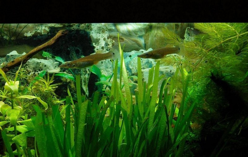 Community Mein Aquarium aqua4you.de