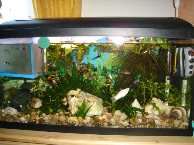 Community: Mein Aquarium | aqua4you.de