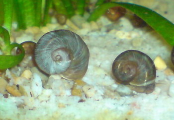 Posthornschnecke