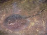 Haltung von Süßwasserstachelrochen