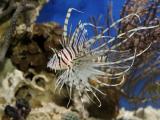 Digitale Aquarienfotografie - Licht und Farben