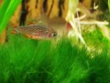 Zuchterfahrung mit Danio margaritatus