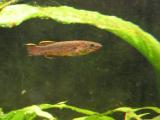 Erfahrungen mit Killifischen