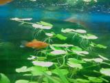 Fische im falschen Wasser