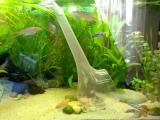 Wichtiges Aquarium Utensil 