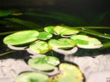 Schwimmpflanzen im Süßwasseraquarium