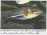 Fischtuberkulose, der häufigste Fischkiller
