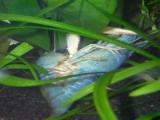Die Paarung des Procambarus clarkii