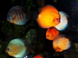 Fische Verantwortungsbewusst kaufen!