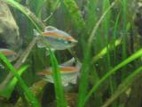 Kongosalmler-schillernde Abwechslung im Aquarium
