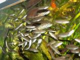 Nachzucht Channa sp. Assam / lal cheng