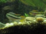 Westafrikanische Biotope und ihre Nachbildung im Aquarium
