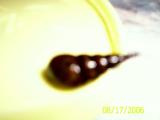 Turmdeckelschnecke