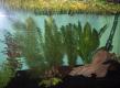 Waterworld - mein erstes Aquarium  von zYriXx