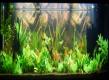 Aquarium Nr. 1 - Juwel Rio 400 von ShadowRat