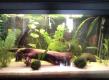 Mein Zucht- und Garnelenaquarium von Highlander