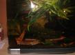 Garnelen Becken 40 L von Heinz54