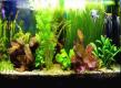 Mein Gesellschaftsaquarium mit Skalare von tewkk