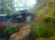 Kampffischaquarium (alt) von prodigium
