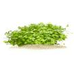Dreiteiliger Wassernabel (Hydrocotyle tripartita)