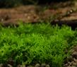 Korallenmoos (Riccardia chamedryfolia)