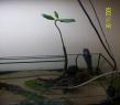 Thai-Mangrove (Rhizophora Mucrontata)